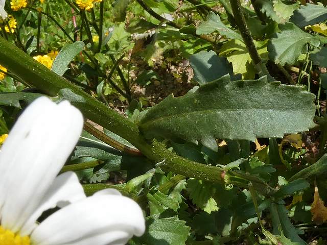 フランス菊の葉っぱ